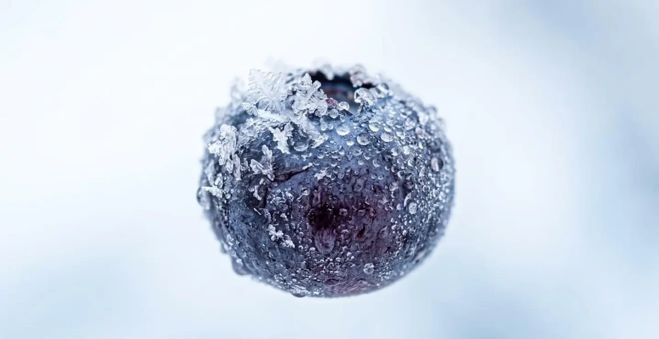Macro view of frozen blueberries showing ice crystal formation and ruptured cell walls that enhance anthocyanin bioavailability