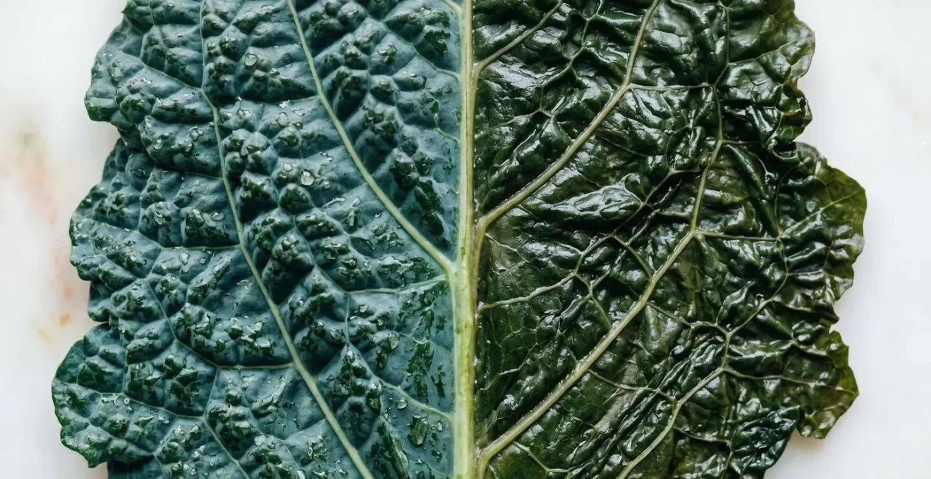 Close-up comparison of raw and lightly steamed kale leaves illustrating nutrient bioavailability differences