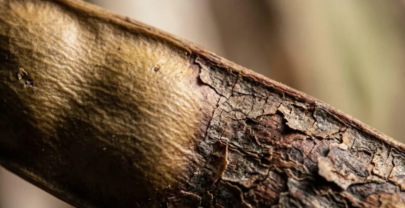 Macro detail of organic material showing stress patterns and structural degradation